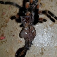 Brachypelma hamorii