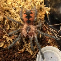 Pamphobeteus sp. "South Ecuador II"