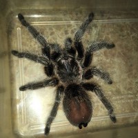 Grammostola