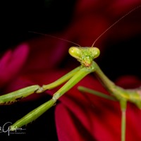 Stagmomantis carolina - Female