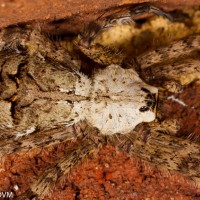 Whitebanded Fishing Spider (Dolomedes albineus)