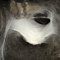 Harpactira pulchripes egg sack