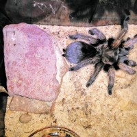 Aphonopelma chalcodes