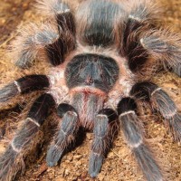 Nhandu carapoensis, 4" juvenile male