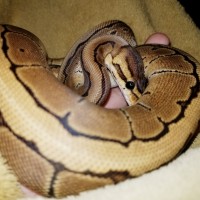 0.1.0 Python regius - Pinstripe Morph