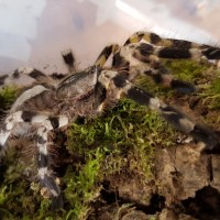 Poecilotheria Ragalis