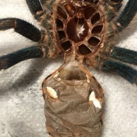 GBB Male or female