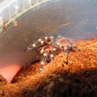 geniculata