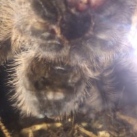 brachypelma albopilosum help