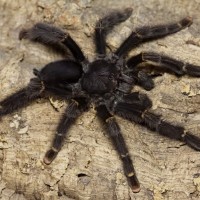 Avicularia rufa