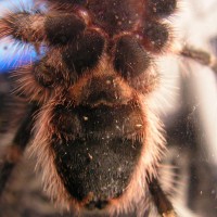 Grammostola aureostriata animal2