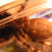 Poecilotheria tigrinawesseli