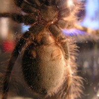 Poecilotheria miranda juvenil