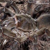 Theraphosa blondi