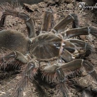 Theraphosa blondi