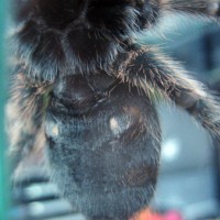 Grammostola rosea male of female?