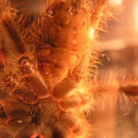 Poecilotheria subfusca