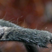 Trapdoor Baboon Spider-Cyphonisia sp.