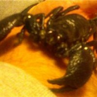 Bruschi, my Emperor Scorpion