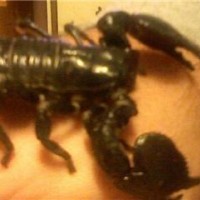 Bruschi, my Emperor Scorpion