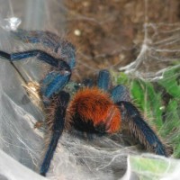 Chromatopelma cyaneopubescens