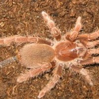 Citharischius crawshayi