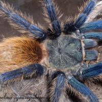 Chromatopelma cyaneopubescens