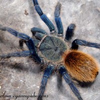 Chromatopelma cyaneopubescens