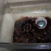 My first tarantula