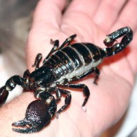 Emperor Scorpion