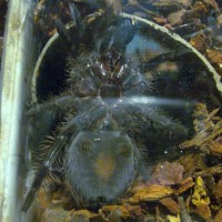 Brachypelma albopilosum