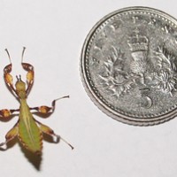 Leaf insect nymph