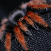 Brachypelma boehmei