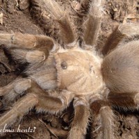 Aphonopelma hentzi