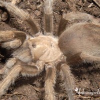 Aphonopelma hentzi