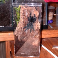 Avicularia avicularia