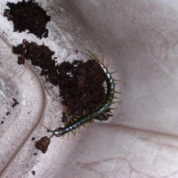 Tanzanian Centipede