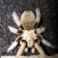 Aphonopelma chalcodes or schmidti??