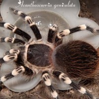 Acanthoscurria geniculata