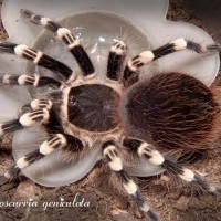 Acanthoscurria geniculata