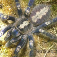 Poecilotheria metallica Female