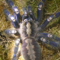 Poecilotheria metallica Female