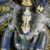 Poecilotheria metallica Female