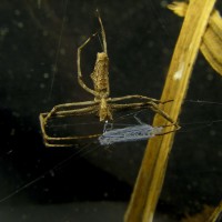 Deinopis, Net-Casting Spider