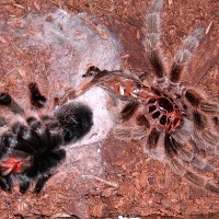 Grammostola rosea molting