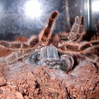 Grammostola rosea molting