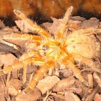 P. Murinus *Pumpkin*