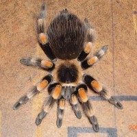 B.smithi