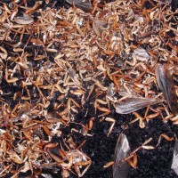 The Killing Fields