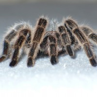 Grammostola rosea legs